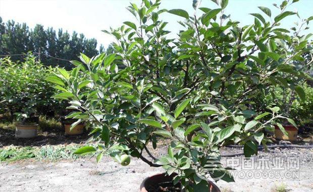盆栽苹果树种植方法|苹果树图片